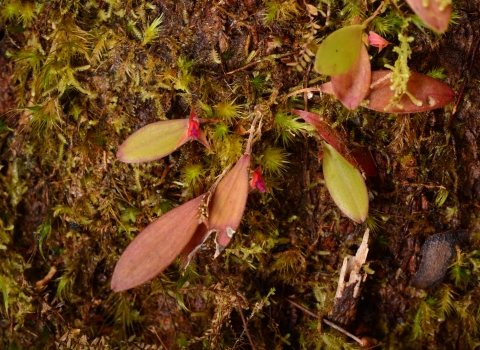 A flowering plant with a tiny orange and pink bud.