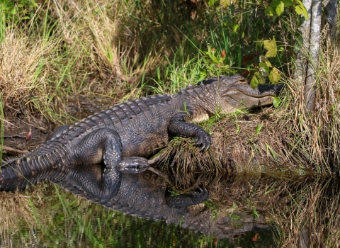 Alligator resting on he bank of canal with reflection