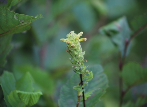 A plant with small tube-like yellow flowers on a long stem