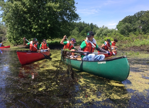 people in canoes removing vegetation from the water on a sunny day