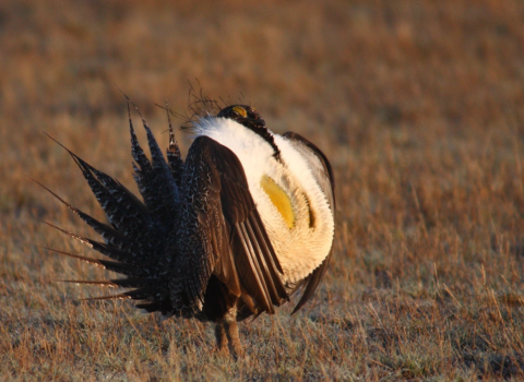 Male Sage Grouse