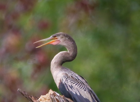 Different shades of gray bird, long bill and tail standing on top of broken tree
