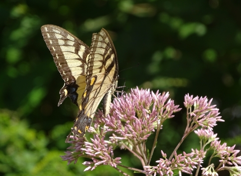 Black and yellow swallowtail butterfly resting on pink wildflower