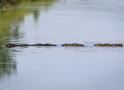 A straight line of 5 raccoons swimming across a calm canal