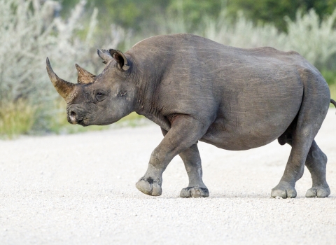 A Black Rhino walking on a dirt road.