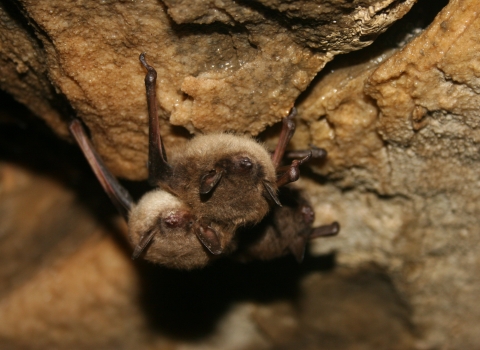 Small group of little brown bats attached to a rock ceiling.
