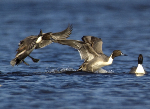 Northern pintails landing on the water