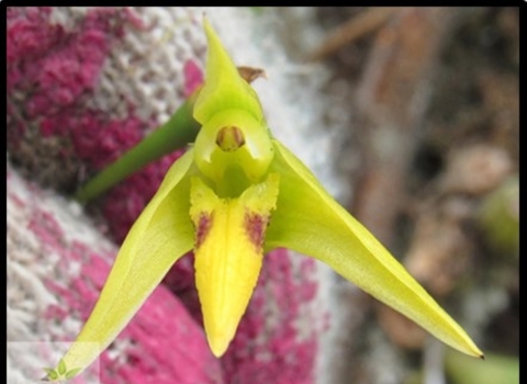 A green plant shoots out behind a pink and white base. 