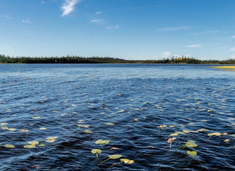 A lake with trees in the background
