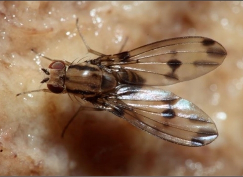 A Hawaiian damsel fly. It has large reddish eyes and clear wings with black spots. Its body is brownish black. 