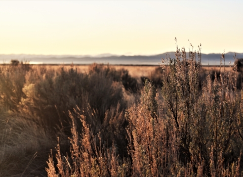 morning sun hits sagebrush with hills in the distance