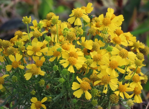 Bright yellow flowers on green stems