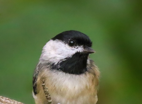 Small black and white bird on a branch