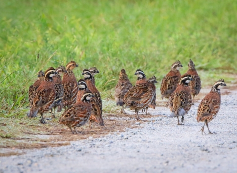 15 brown, black and white birds on the ground