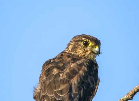 Varied shades of brown raptor siting on tree branch