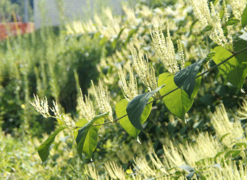 a narrow branch supporting green, broad leaves and feathery tendrils