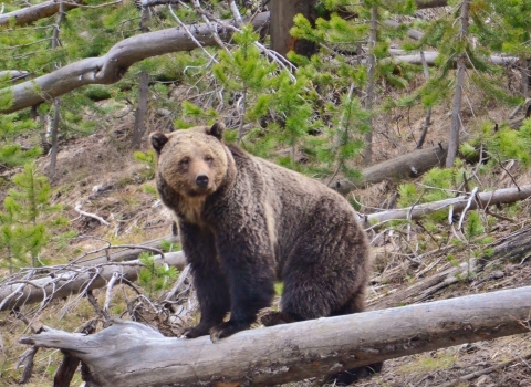A grizzly bear standing on a downed tree with pine trees behind them