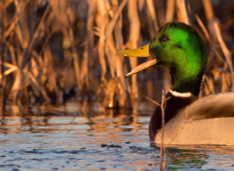 A drake mallard floats along a body of water with his bill open, vocalizing. 