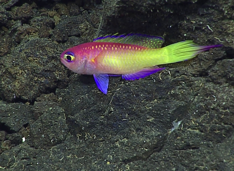 Bright, multi-colored fish swims in front of dark rocks.