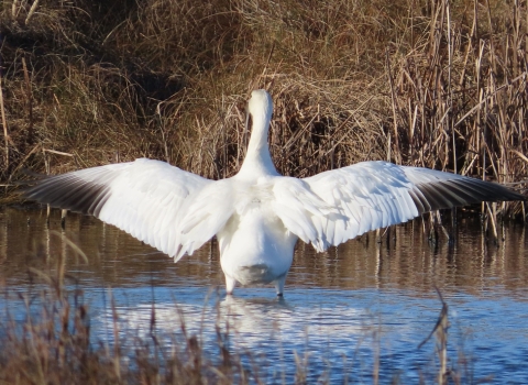 White snow goose standing in blue water with wings spread wide open