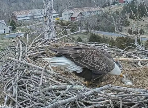adult eagle feeding 1 day old eaglet in nest
