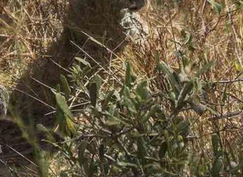 Col. Matthew Higer, 96th Test Wing vice commander, bends down to release a gopher tortoise into its new home deep within the Eglin Air Force Base.