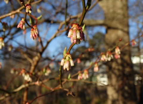 White and pink bell-shaped flowers hand from brown branches