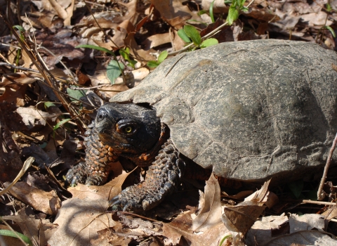 A wood turtle standing in leaves. 