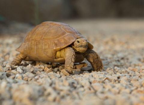 small turtle on gravel