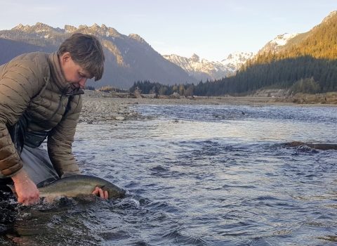 A man kneeling in a shallow creek releasing a large fish with mountains in the background.