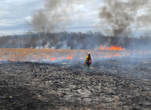 Wildland firefighter stands in the black, closely monitoring the fire line as flames climb grasses and smoke lifts above the forest in the background