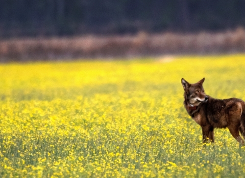 red wolf in field of yellow flowers