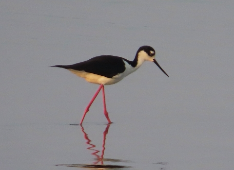Black & white plumage bird on long pink/red legs wading in blue water