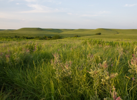 A rolling hills grassland ecosystem with native forbs and grasses