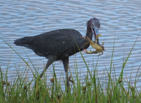 Long-legged little blue heron wading in blue water with a large blue crab dangling from the heron's bill