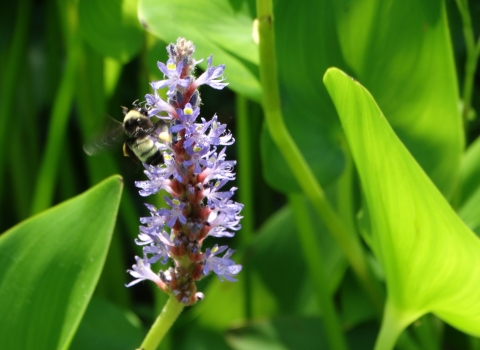 Light purple upright stem of Pickerelweed blossoms surrounded by large green leaves