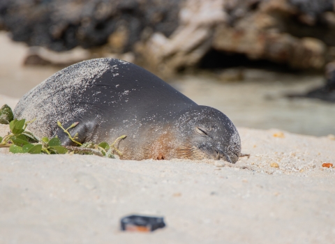 monk seal rests on a sandy beach
