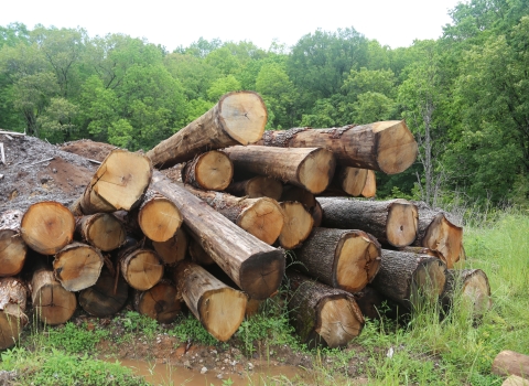 A large pile of fresh-cut timber lies in a field with green trees behind it