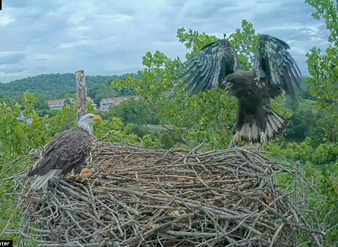 A parent bald eagle and a juvenile bald eagle on their nest in the Summer. The juvenile eagle's wings are wide spread open and its jumping around on the nest.