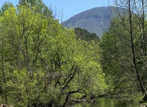 A stream through the mountains.