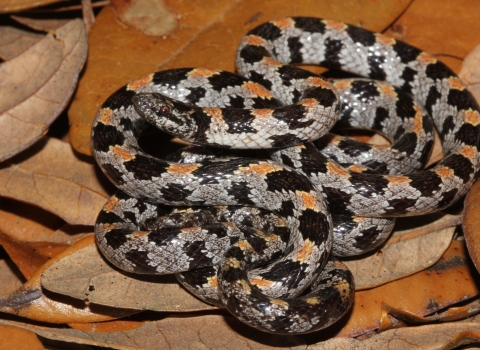 Short-tailed snake among the leaves