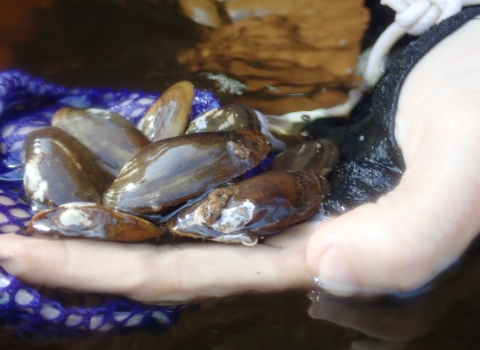 Close up photo of multiple green and brown mussels in a person's hand
