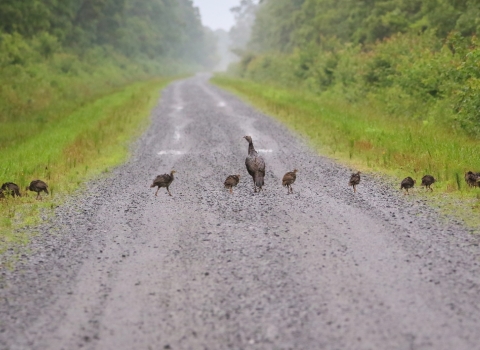 Flock of wild turkeys, 9 young and the mother, walking in a line from one green road shoulder across a brown road to the other green road shoulder.