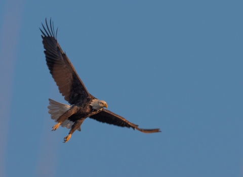 Bald eagle in flight