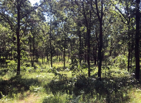 open woodland in summer