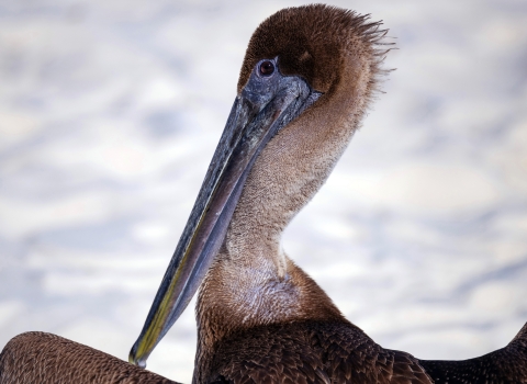 Close up of a brown pelican against the sky.