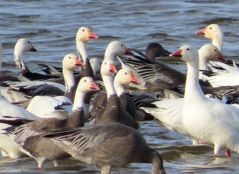 A flock of white and blue geese standing in shallow water