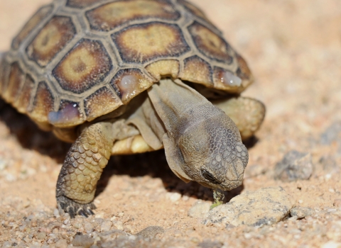 small tortoise bends head down to eat green plant on ground