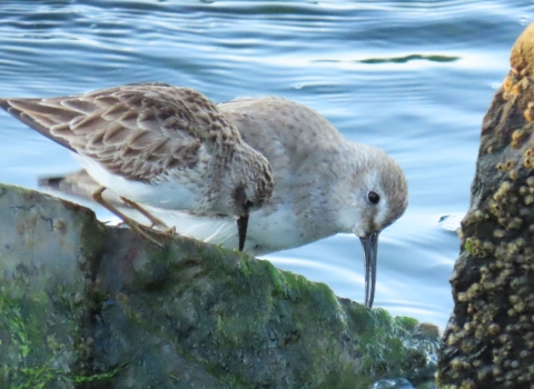 Two different species of small gray, white and brown shorebirds feed together on green moss/algae covered rocks