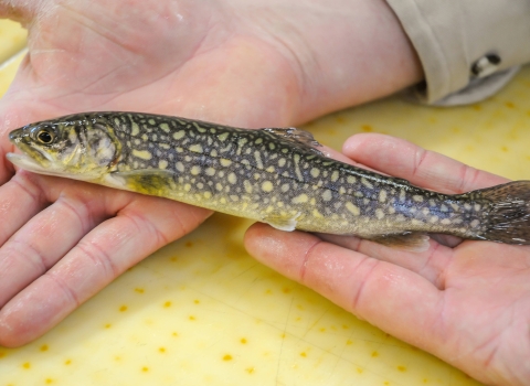 Juvenile Lake Trout